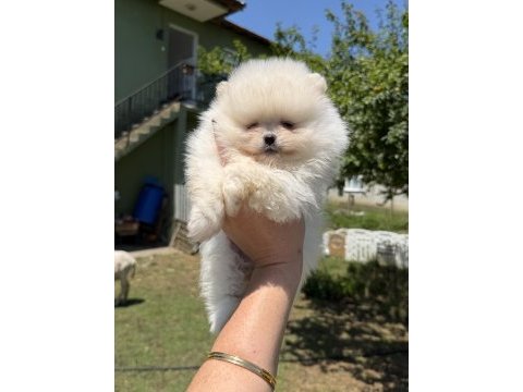 Kusursuz karbeyaz ayıcık pomeranian boo