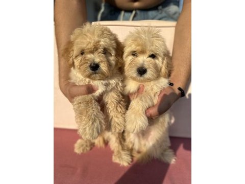Maltipoo özel ırk yavrularımız
