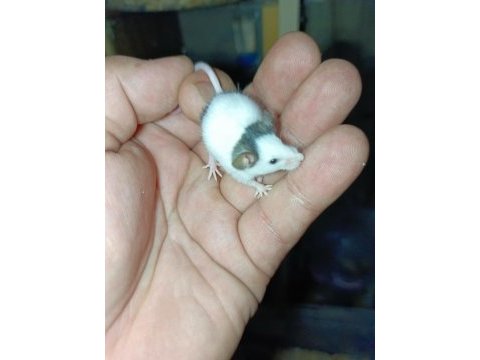 Beyaz kobay lab ve panda mice