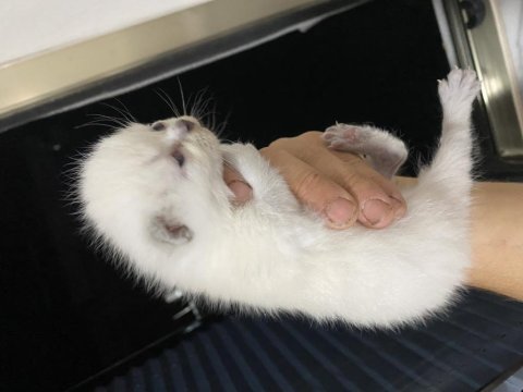 Yavru kedi