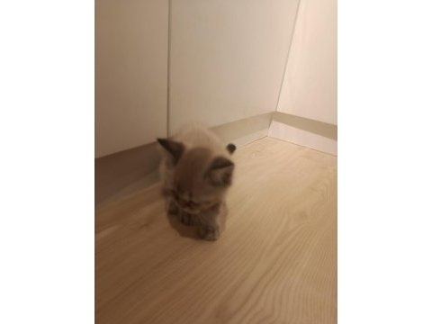 3 aylık british shorthair yavrular