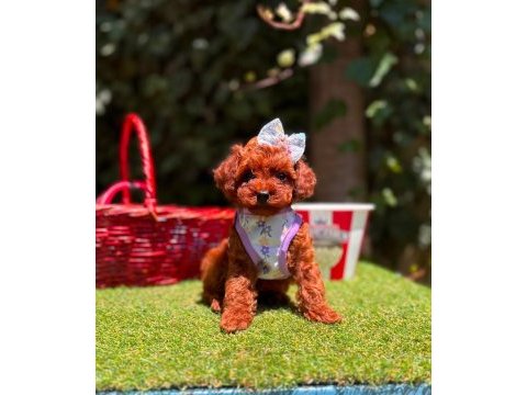 Safkan toy poodle bebekler