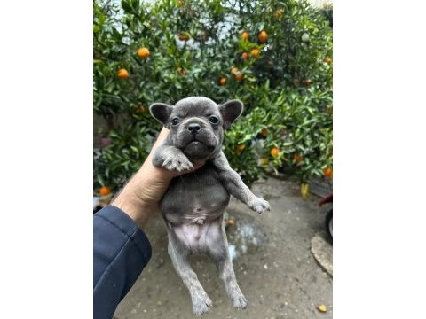 Blue french bulldog yavrularımız