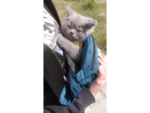 Anne baba biritish shorthair