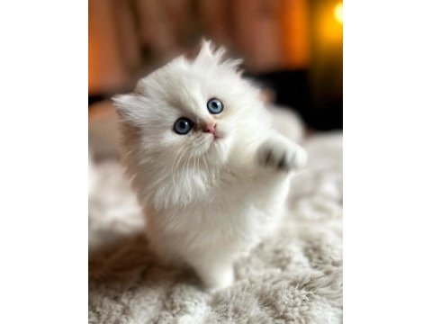 Pamuğumsu ns1133 british longhair 