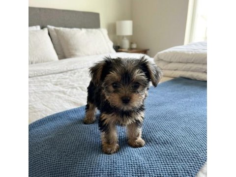 Yorkshire terrier teacup