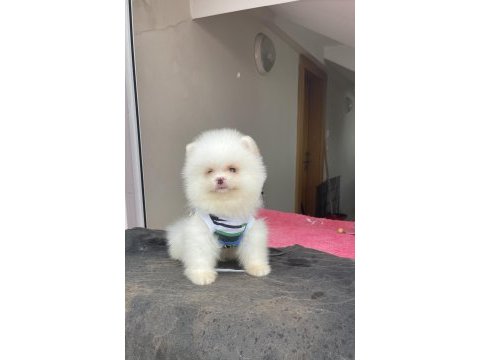 Ayı surat pomeranian boo yavrular