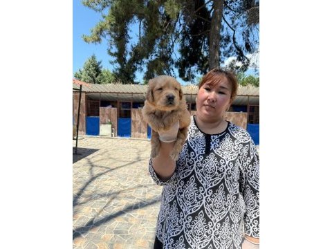 Golden retriever yavrularımız