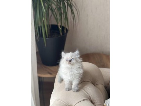 Sevimli surat british longhair blue point