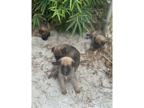 Malinois yavruları yalova