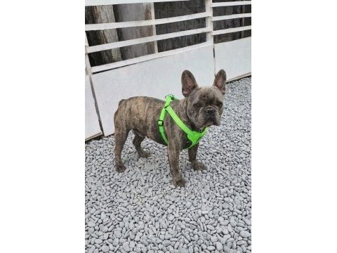 Kurulu düzen damızlık french bulldoglar
