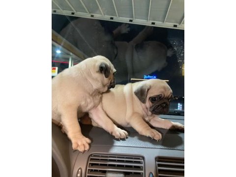Muhteşem pug mops bebek köpeklerimiz