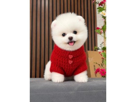 Irk ve sağlık garantili pomeranian boo bebekler