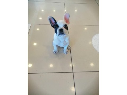 Türünün en güzeli yavru french bulldog