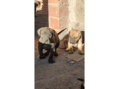 Presa canario köpekler