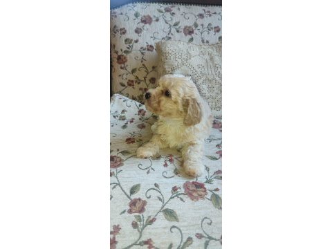 Maltipoo yavrularımız ailelerine kavuşmayı bekliyor