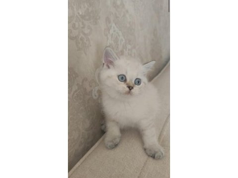 Güzeller güzeli bir bebek kedimiz