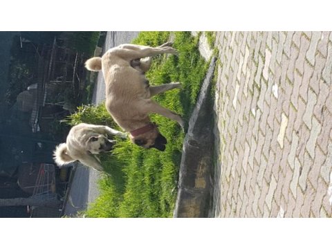 Kendi sivastan getirilmiş kangal yavrular