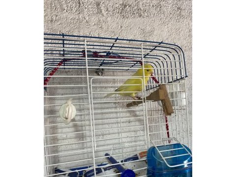 Erkek kanarya öter durumda