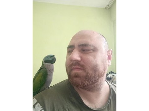 Derbiyan papağanımız