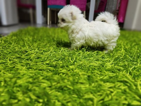 Kore maltese bebekler