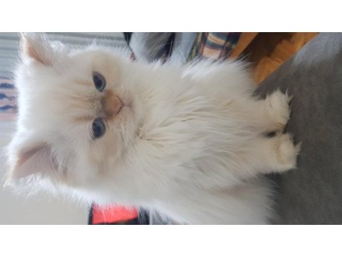 2 yaşında güzel chinchilla kızım ve yavruları