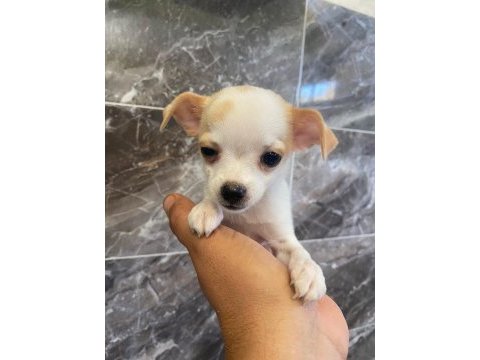 Elma kafa minyatür chihuahua