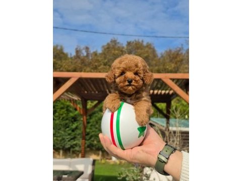 Poodle çiftliğinden red brown toy poodle bebeklerimiz