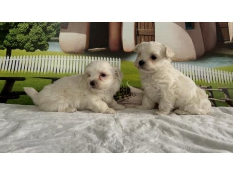 Maltese terrier yavru