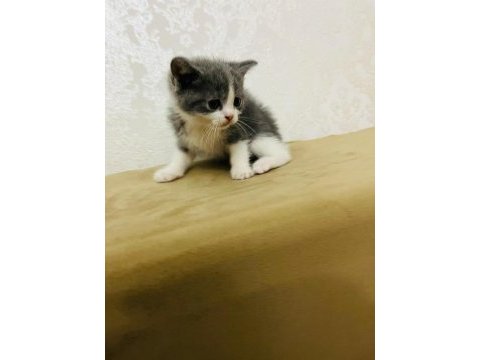 45 günlük british shorthair yavrumuz