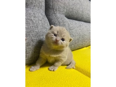 30 günlük scottish fold yavrular sütten kesilince