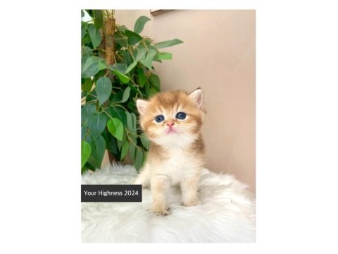 Golden british shorthair yavrularım