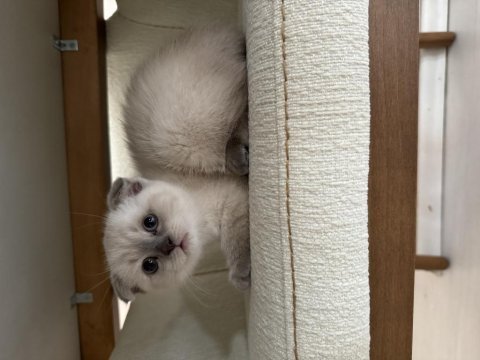 Dünyalar güzeli scottish fold yavrularımı sahiplendiriyorum