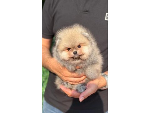 Ayı surat orange pomeranian