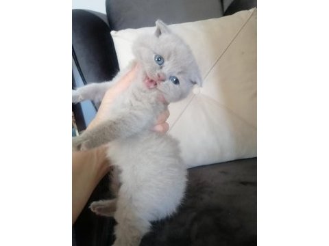 Scottish fold yavru kedimiz antalya