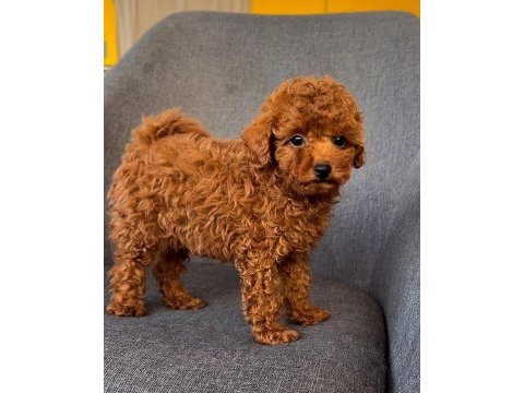 Micro boy toy poodle yavrular