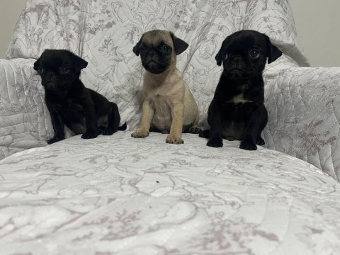 Pug mops yavrularımıza yuva arıyoruz