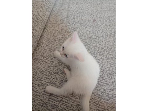 Pamuk kedimiz