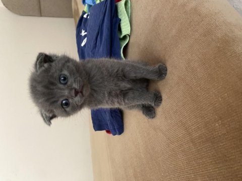 British shorthair kedisi