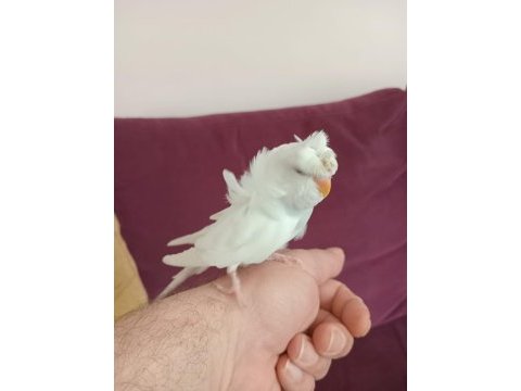 Bakımlı yavru muhabbet kuşlarımız vardır