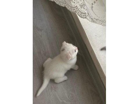 Scottish fold paşam uyguna verilecek