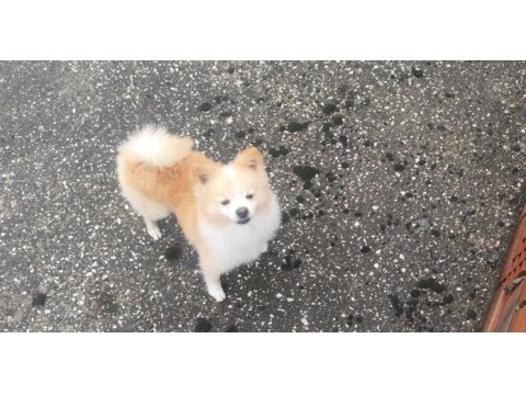 4 yaşında erkek pomeranian sahiplendirilecektir