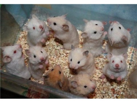 Suriye hamster yavrular ve tüm malzemeleri adrese teslim