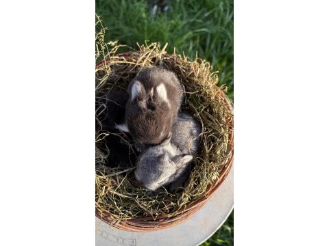 Cüce tavşan / netherland dwarf