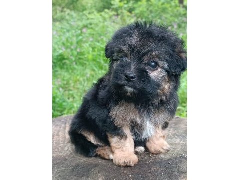Morkie erkek