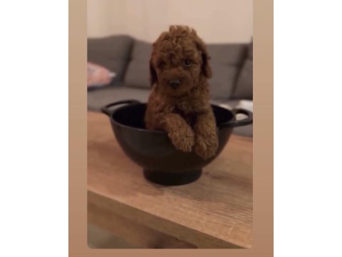 Toy poodle 3 aylık