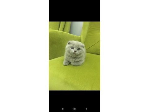 Scottish fold buzz rengi minnos