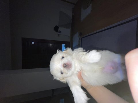 Kendi pekinez kızımın ilk doğumu