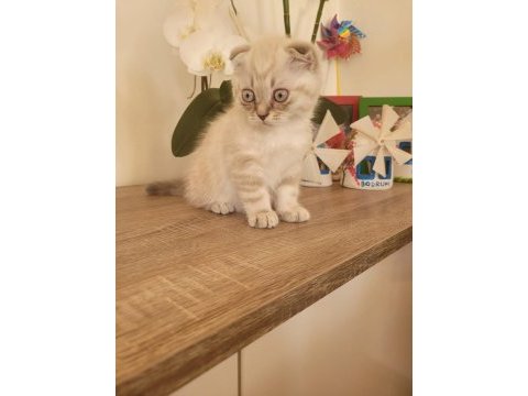 Scottish fold erkek bebek