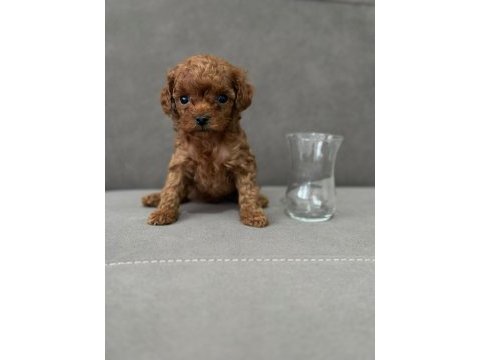 Dişi safkan red brown toy poodle kore yavrular